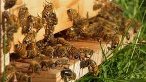 Des jachères apicoles pour polliniser les cultures