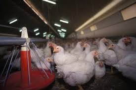 La France touchée par la grippe aviaire - AgriMaroc.ma