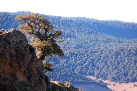 La forêt marocaine, une priorité du CAM