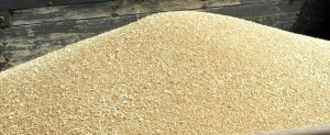 La collecte cumulée des céréales, constituée à 98,2% de blé tendre, a atteint 12,9 millions de quintaux (Mqx) à fin octobre 2014, annonce de l’ONICL.
