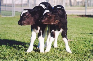 Chine: clonage de 100 000 embryons de bovins en 2016