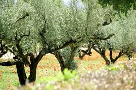 Abats de 1600 oliviers en Italie...