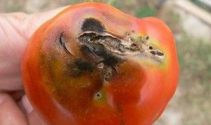 dégats-tuta-absoluta-tomate