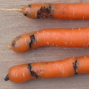 dégâts-mouche-carotte