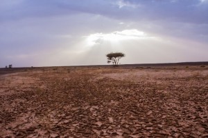 Journée mondiale de la lutte contre la désertification et la sécheresse