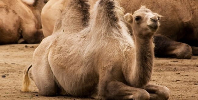 Filière cameline: Son importance dans les régions du sud