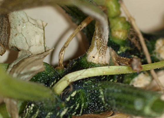 Gestion intégrée des maladies racinaires de la courgette au Maroc