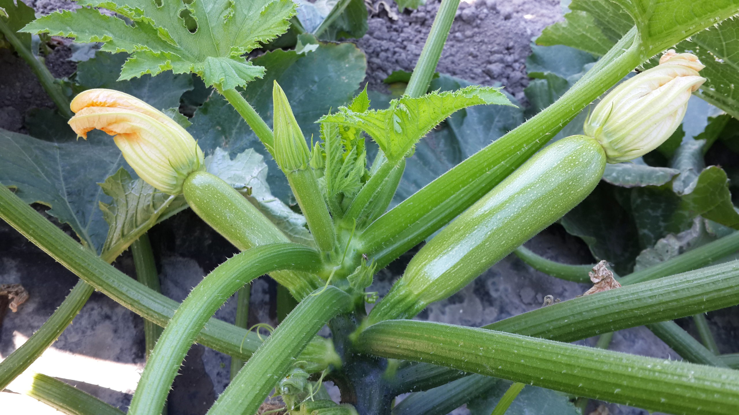 Courgette : bilan d’une campagne d’export sous pression et en recomposition