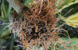 Pythium spp