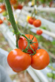 DOMITYLIA