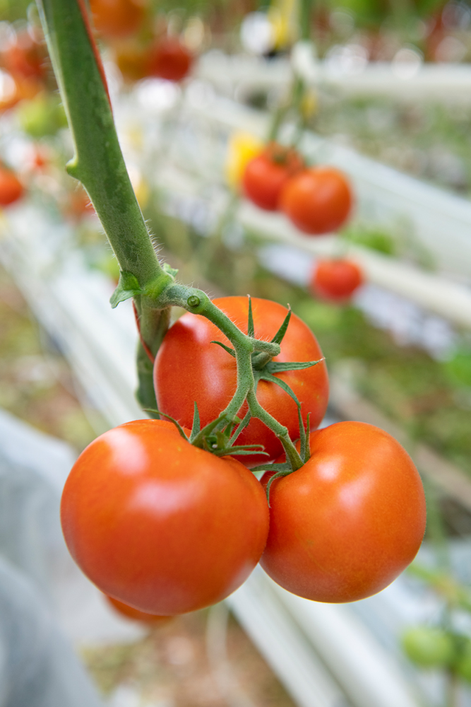 Tomate : un démarrage qui impose la vigilance