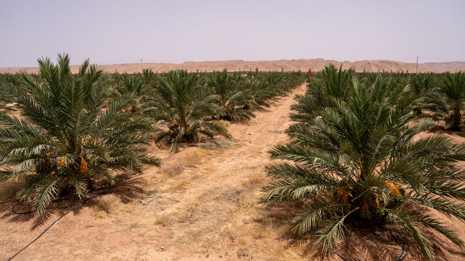 Production prévisionnelle des dattes au titre de la campagne 2025-2026