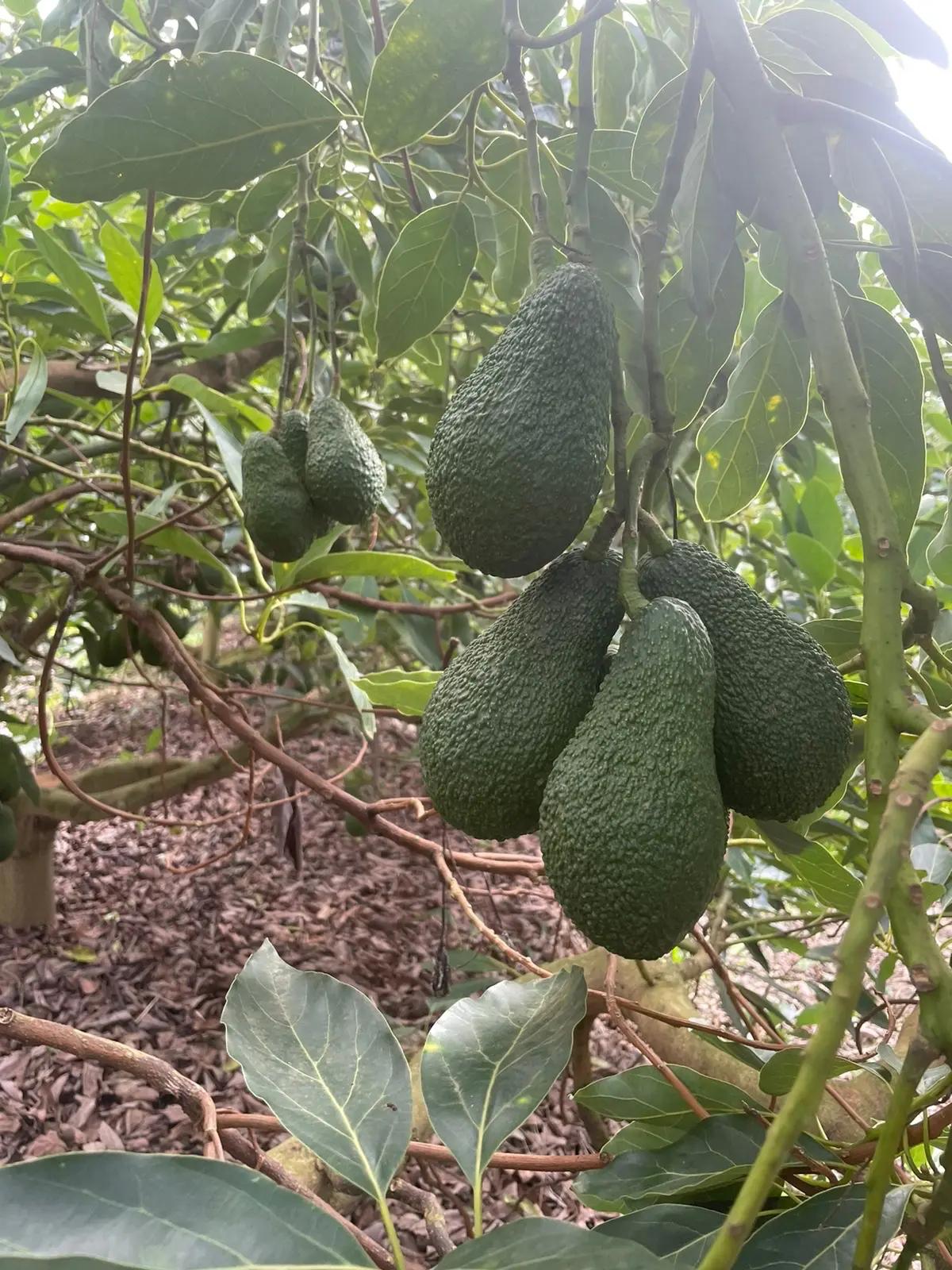 Avocat marocain : la production pourrait atteindre 180.000 tonnes en 2026-2027