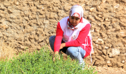 Safi : la coopérative féminine Enniyate, un modèle pour la valorisation du câprier
