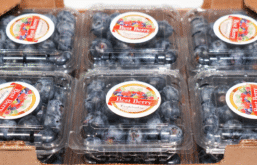 myrtilles best berry
