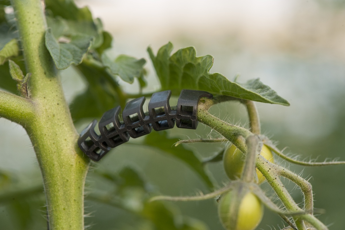 Avis de l&rsquo;Expert : Tout savoir sur les supports de grappes tomates