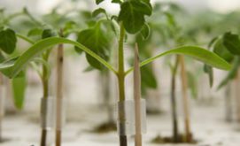 porte greffe syngenta