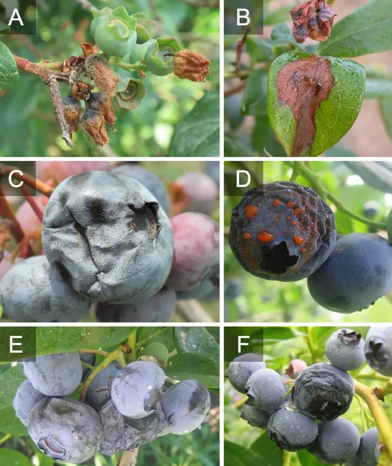 Lutte intégrée contre la pourriture grise de la myrtille : anticiper, équilibrer, exporter