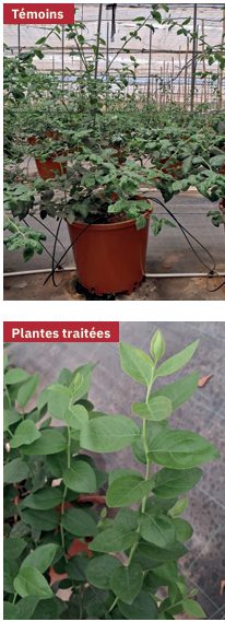 temoins alltech