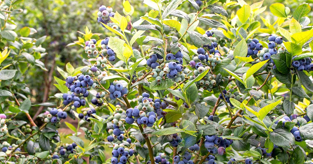 Myrtille : prévenir les maladies du bois dès la sortie de dormance