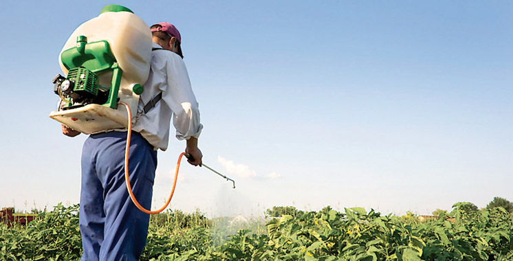 Usage des pesticides : où se situe le Maroc face à ses concurrents ?