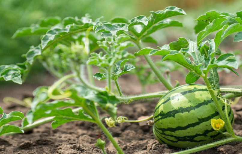 Fertilisation du melon et de la pastèque au Maroc : le potassium, levier déterminant de la qualité et de la valorisation commerciale