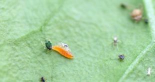 Aphidoletes aphidimyza depredando pugón (IFAPA).