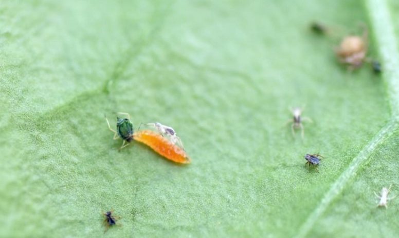 Lutte biologique sous serre : les fourmis peuvent réduire fortement l’efficacité des parasitoïdes contre les pucerons