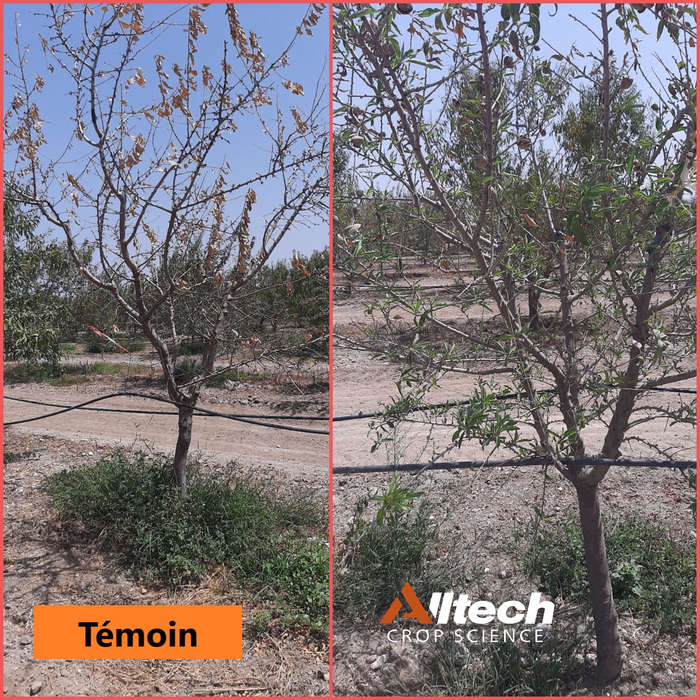 Mehdi Benzakour (Alltech Maroc) : « Réactiver la vie du sol devient une priorité »