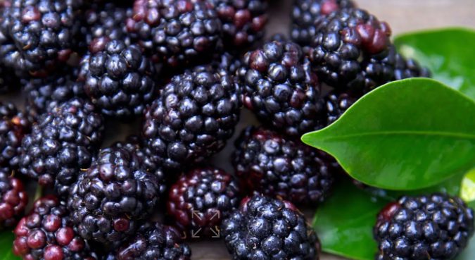 Framboise noire et recherche anticancer : ce que disent réellement les études scientifiques
