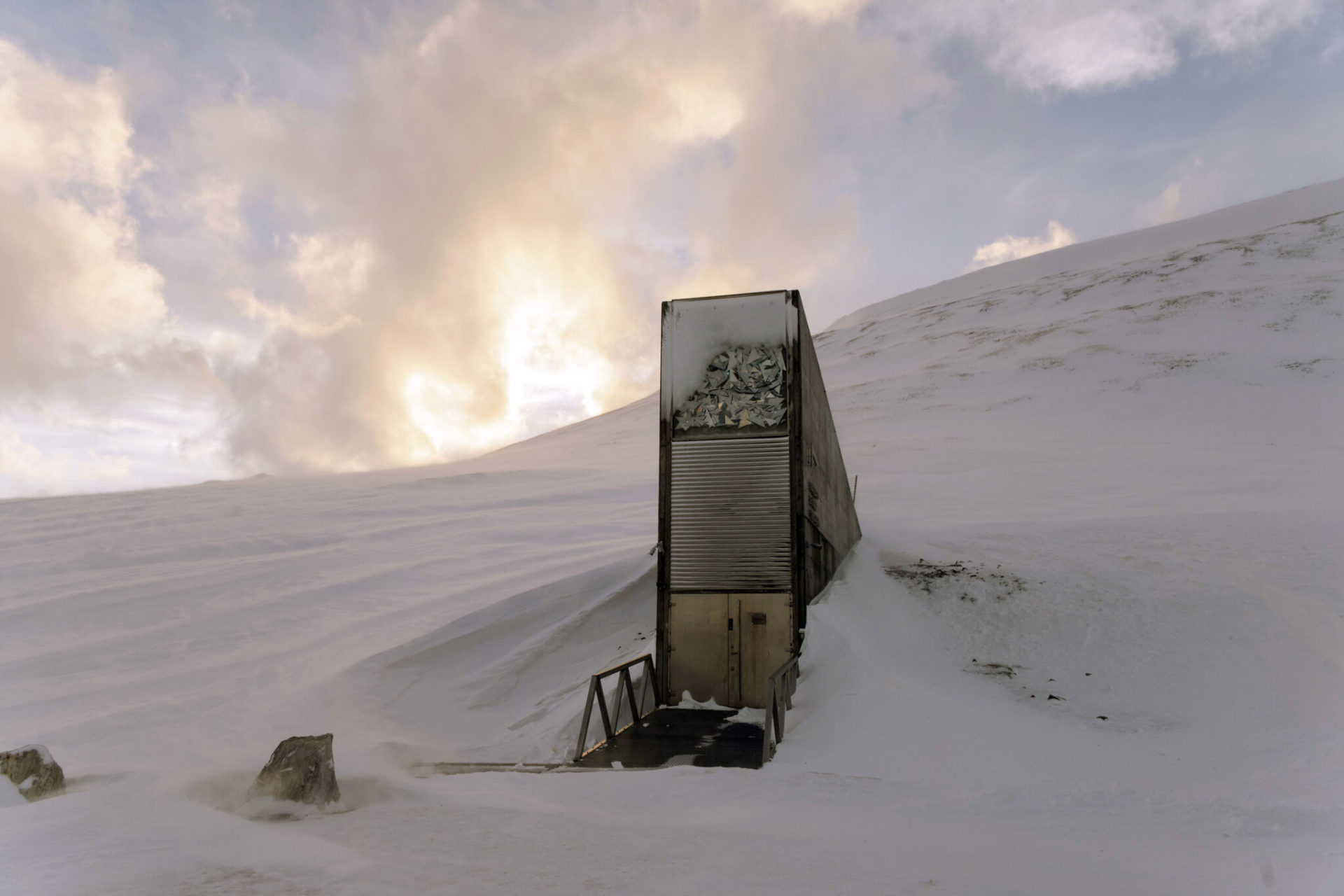 La Picholine marocaine déposée à la Réserve mondiale de semences de Svalbard