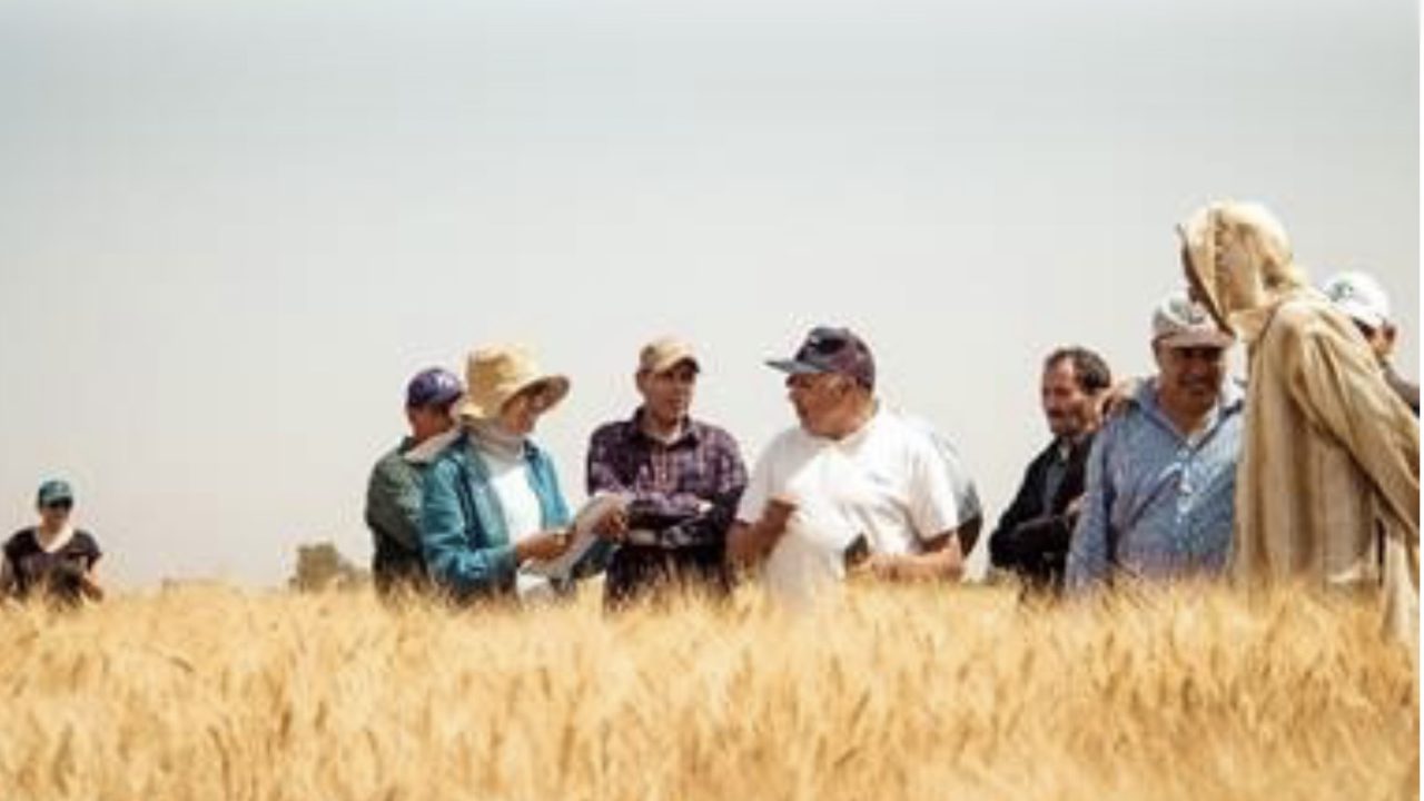 Du laboratoire au champ : chercheurs et agriculteurs unis pour bâtir le blé dur résilient de demain au Maroc