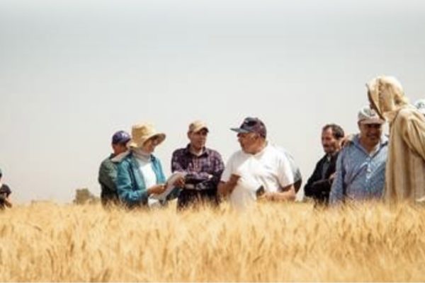 Du laboratoire au champ : chercheurs et agriculteurs unis pour bâtir le blé dur résilient de demain au Maroc