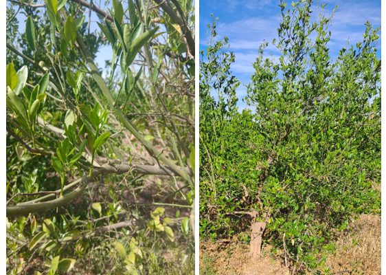 Régénération des agrumes soumis à un consortium de maladies telluriques : évaluation d&rsquo;un programme Alltech Crop Science en conditions de terrain au Maroc