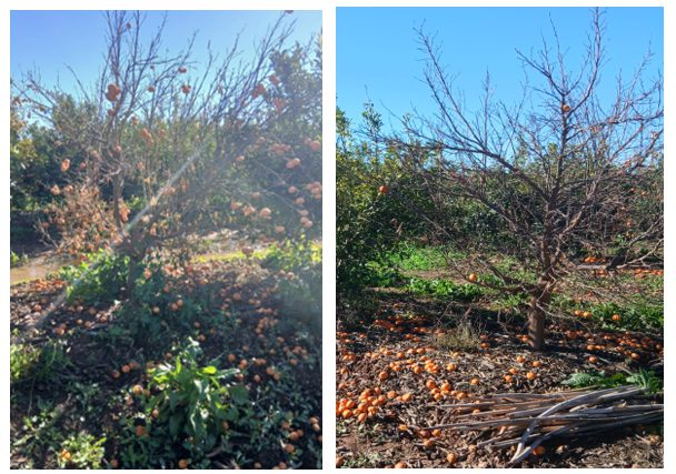 arbre deperissement alltech
