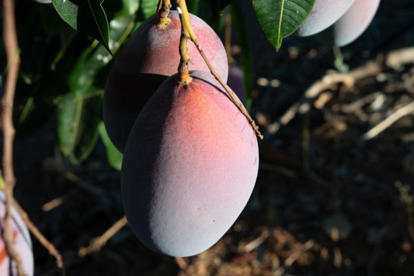 Mangue espagnole : Montosa prévoit une récolte réduite mais de plus gros calibres