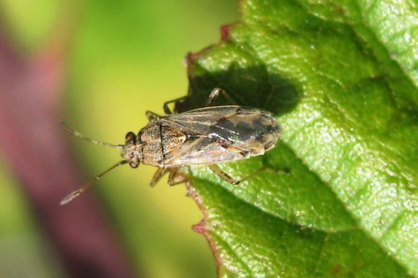 Nysius cymoides, la punaise phytophage placée sous surveillance dans les exploitations de Zagora