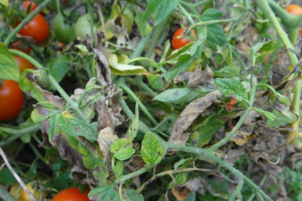 Diagnostic des maladies des plantes par photo au Maroc — AgriMaroc