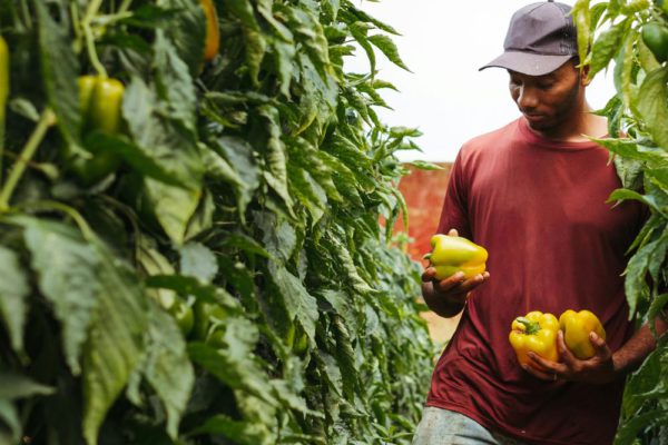 Fallah360 : achetez et vendez vos produits agricoles en quelques clics