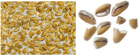 Grains de blé cassés prélevés dans la trémie