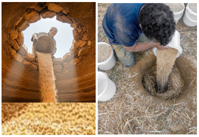 Remplissage d'un silo enterré traditionnel (matmoura)