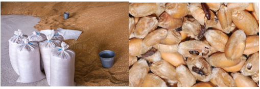 Stockage en vrac de blé et grains attaqués par les charançons