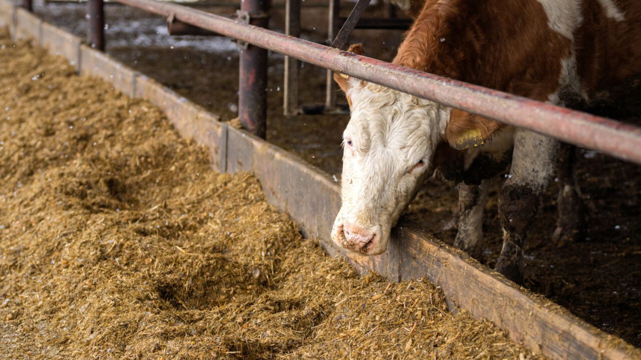 Bovins d&rsquo;abattage : le contingent de 300 000 têtes exonérées est épuisé pour 2026
