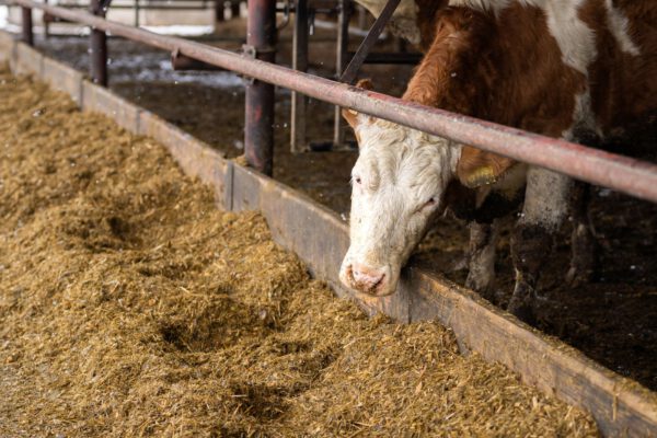 Bovins d&rsquo;abattage : le contingent de 300 000 têtes exonérées est épuisé pour 2026