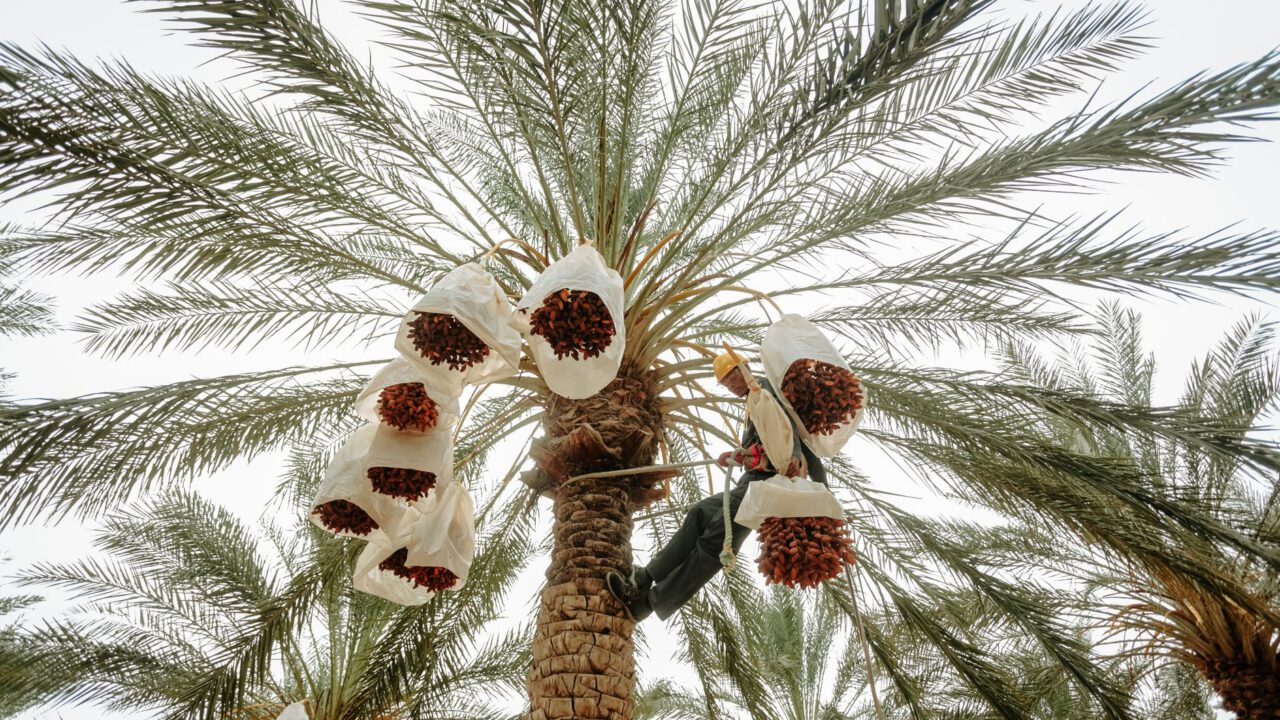 Dattes : le Maroc table sur environ 180 000 tonnes pour la campagne 2026-2027