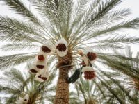 A man climbs a date palm tree in Biskra, Algeria to harvest ripe dates in a plantation.
