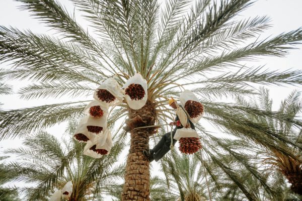 Dattes : le Maroc table sur environ 180 000 tonnes pour la campagne 2026-2027