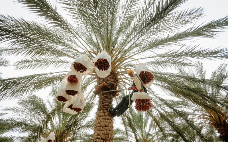 A man climbs a date palm tree in Biskra, Algeria to harvest ripe dates in a plantation.