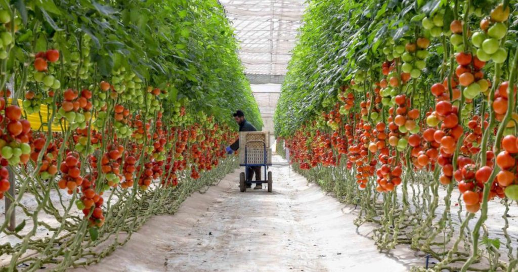 Ph : Culture de la tomate sous serre au Maroc, plants palissés en production maraîchère.