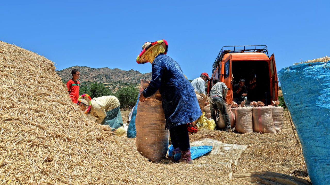 Agrégation agricole : un levier sous-exploité pour les petits producteurs